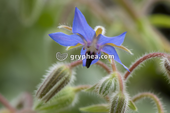 Bourrache officinale - fleur épanouie (Borago officinalis) - gryphea.org